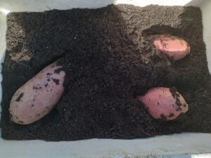 サツマイモ土壌栽培